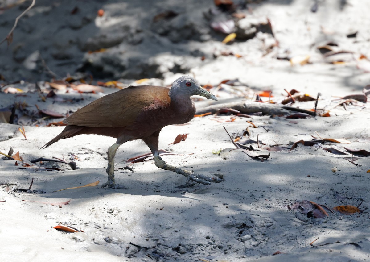 Chestnut Rail - ML625350874