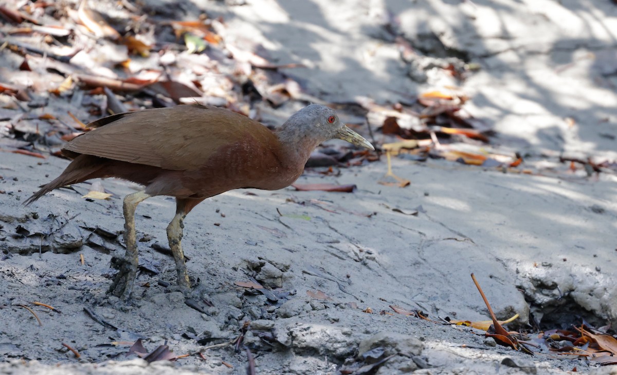 Chestnut Rail - ML625350875