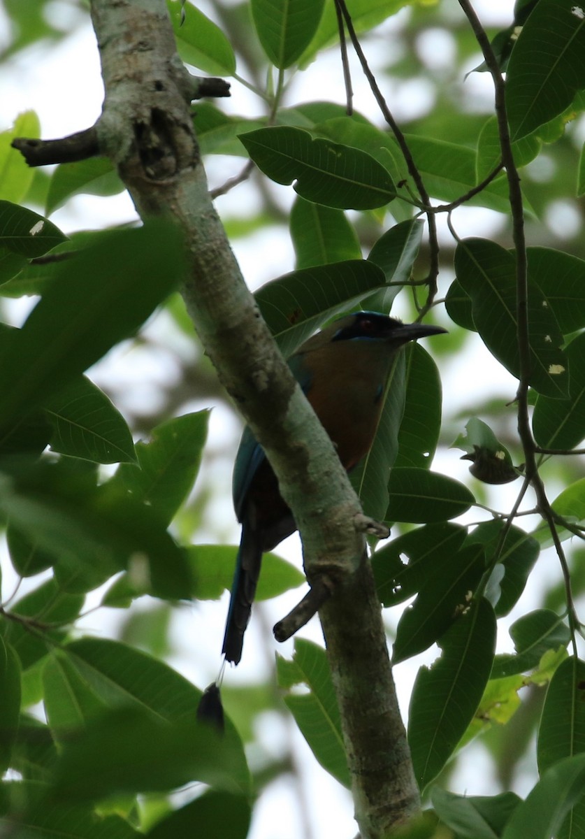 Whooping Motmot - ML625350876