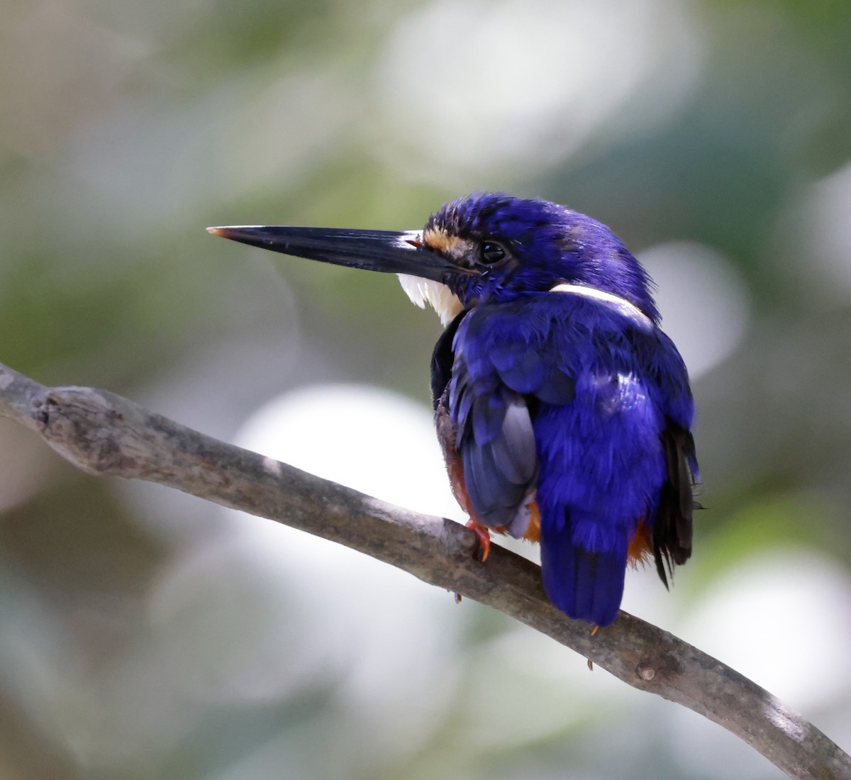 Azure Kingfisher - ML625350885