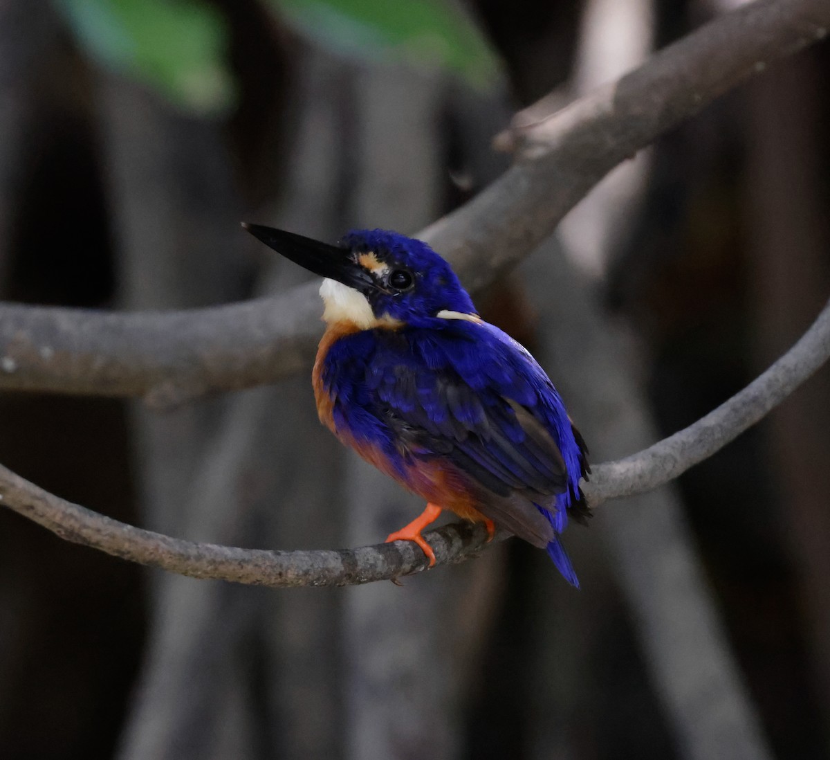 Azure Kingfisher - ML625350887