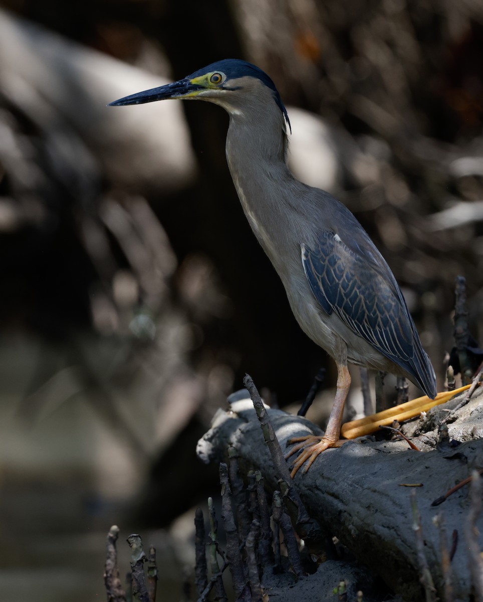 Striated Heron - ML625350894