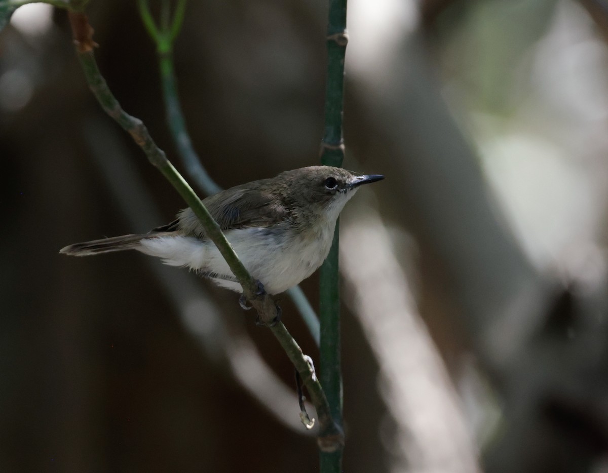 Large-billed Gerygone - ML625350908