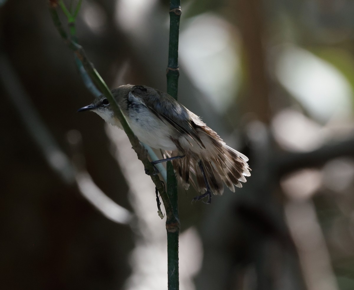 Large-billed Gerygone - ML625350909