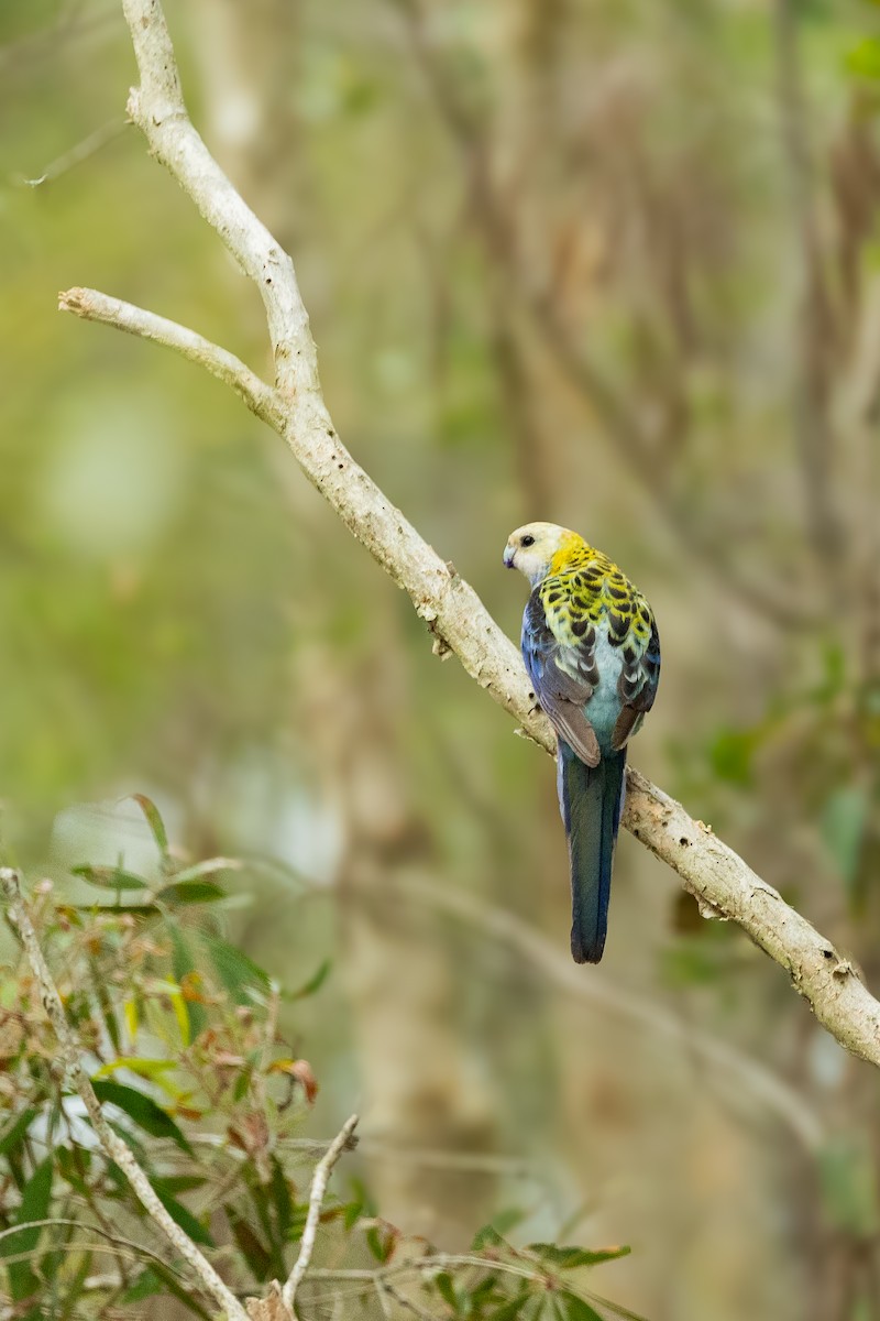 ホオアオサメクサインコ - ML625350911