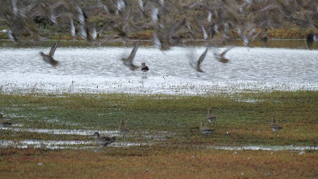 European Golden-Plover - ML625351037