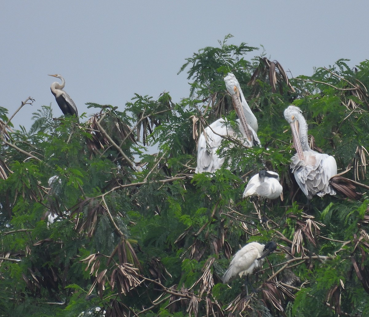 Oriental Darter - ML625351215