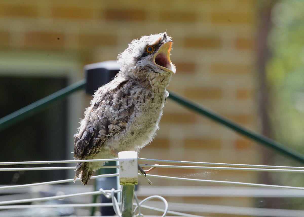 Tawny Frogmouth - ML625351262