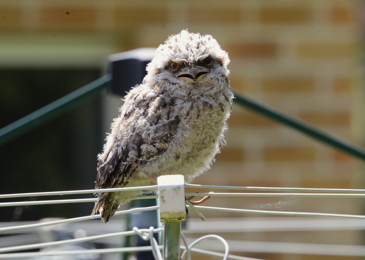 Tawny Frogmouth - ML625351263