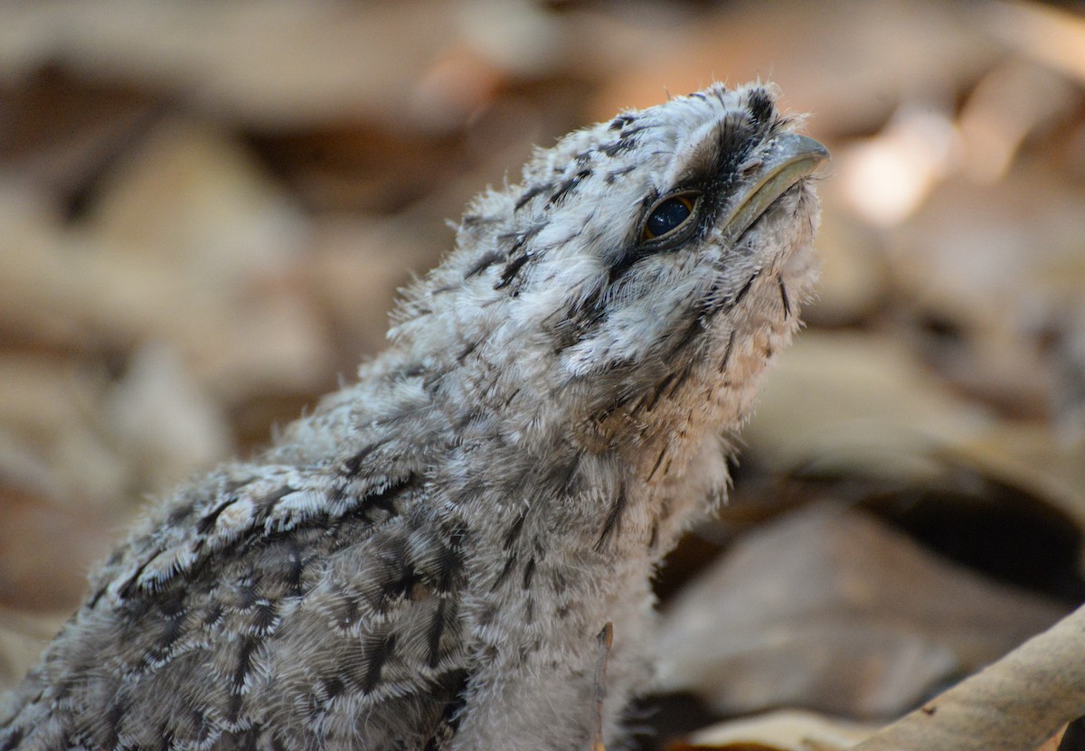 Tawny Frogmouth - Peter Storer