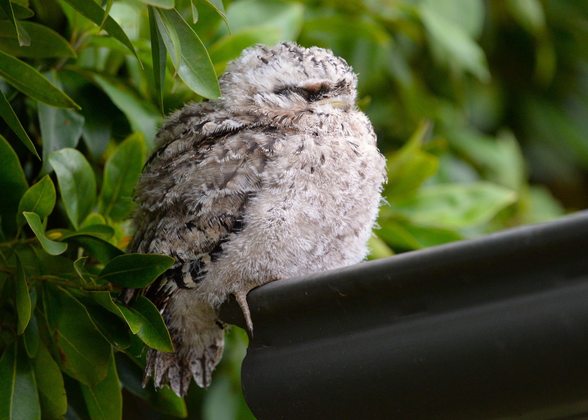 Tawny Frogmouth - ML625351265