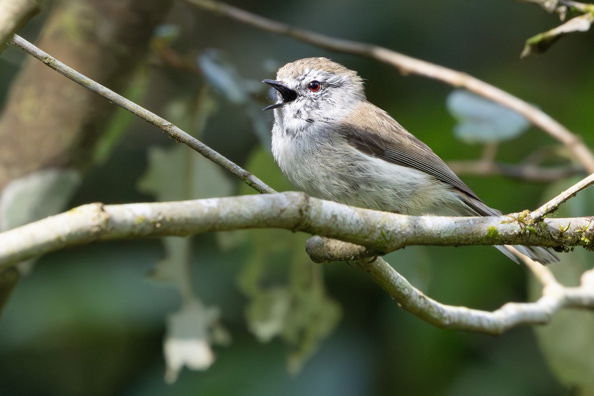 Brown Gerygone - ML625351412