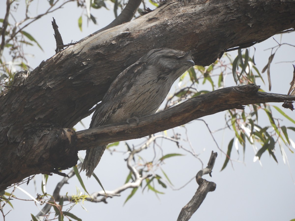 Tawny Frogmouth - ML625351422