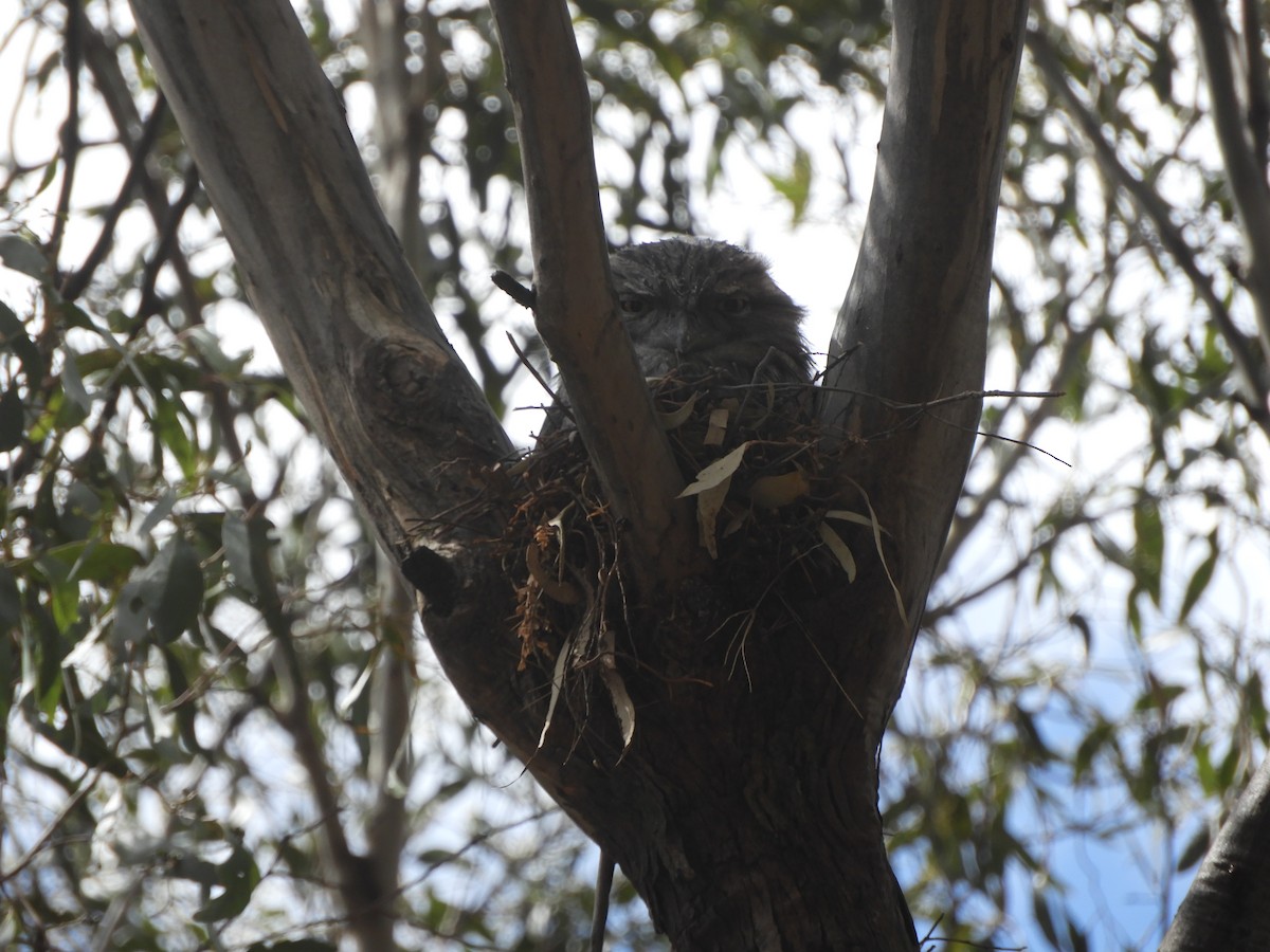 Tawny Frogmouth - ML625351453