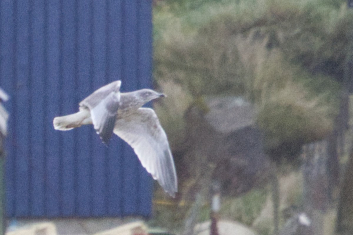 European Herring Gull - ML625351482