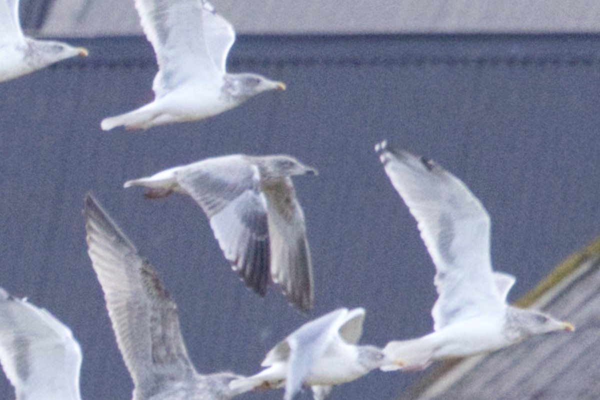 European Herring Gull - ML625351483