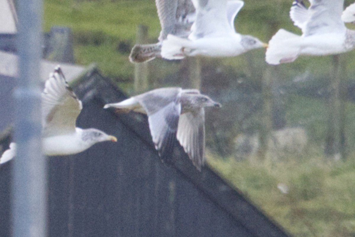 European Herring Gull - ML625351485