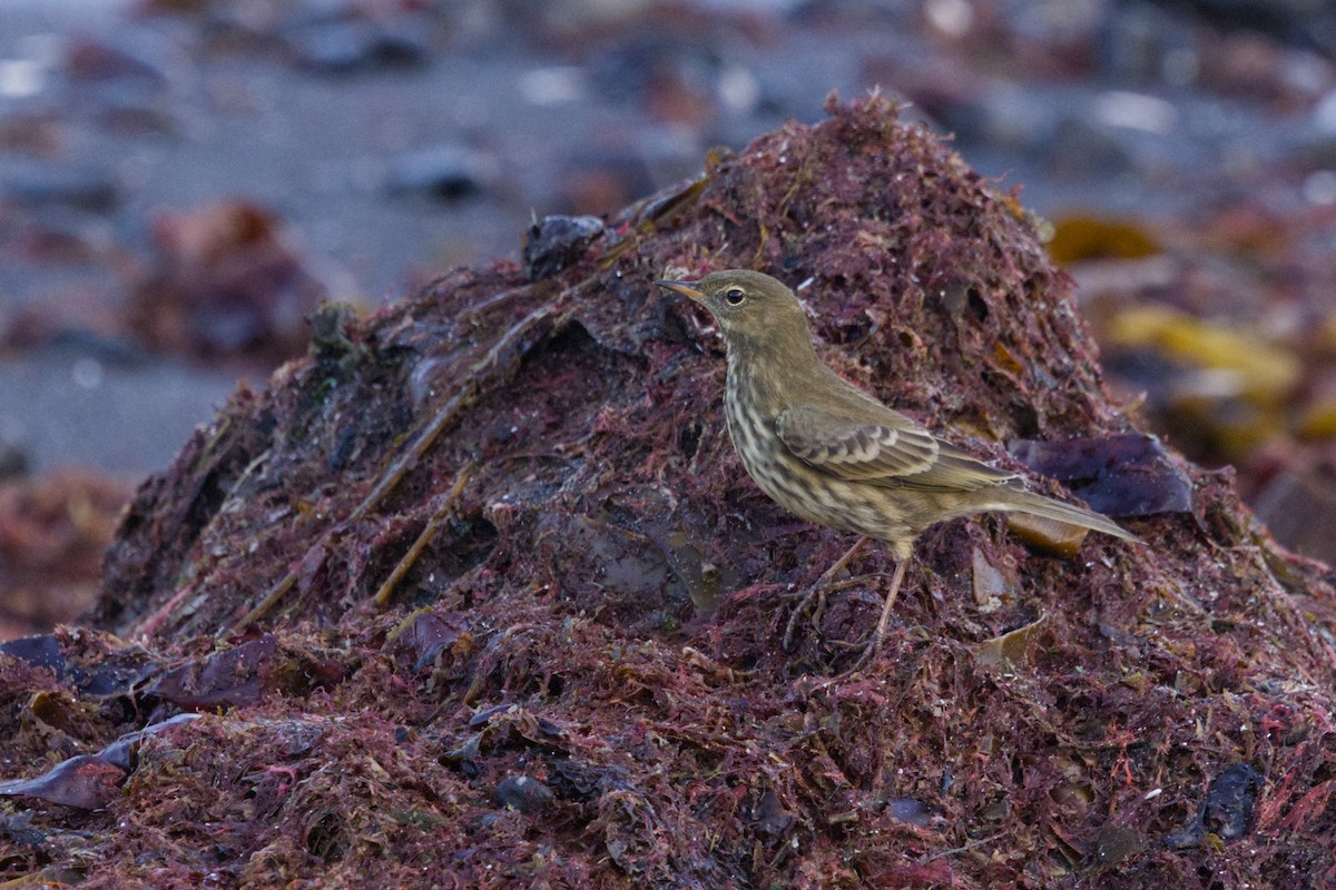 Pipit maritime (petrosus/kleinschmidti) - ML625351487