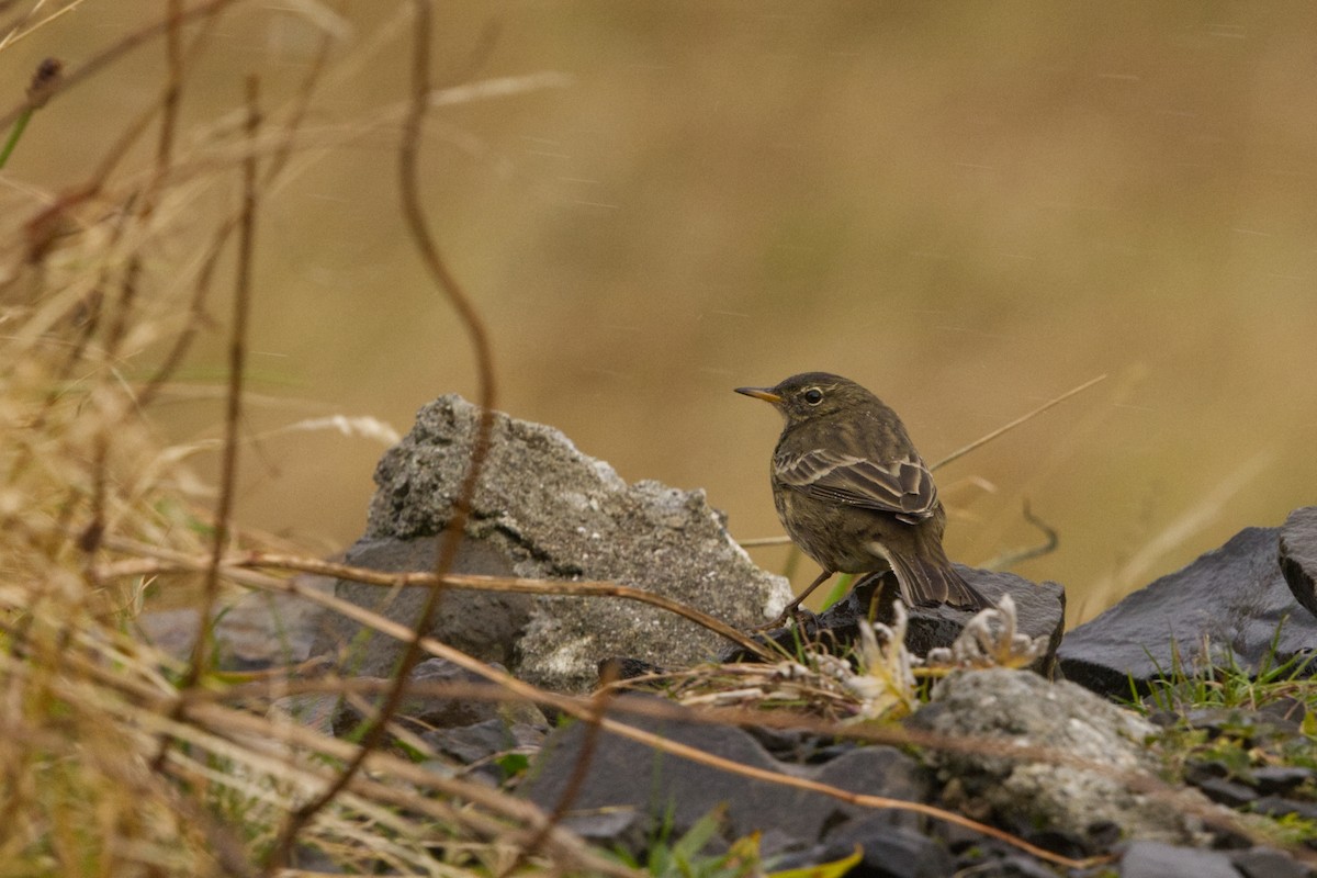 Pipit maritime (petrosus/kleinschmidti) - ML625351488