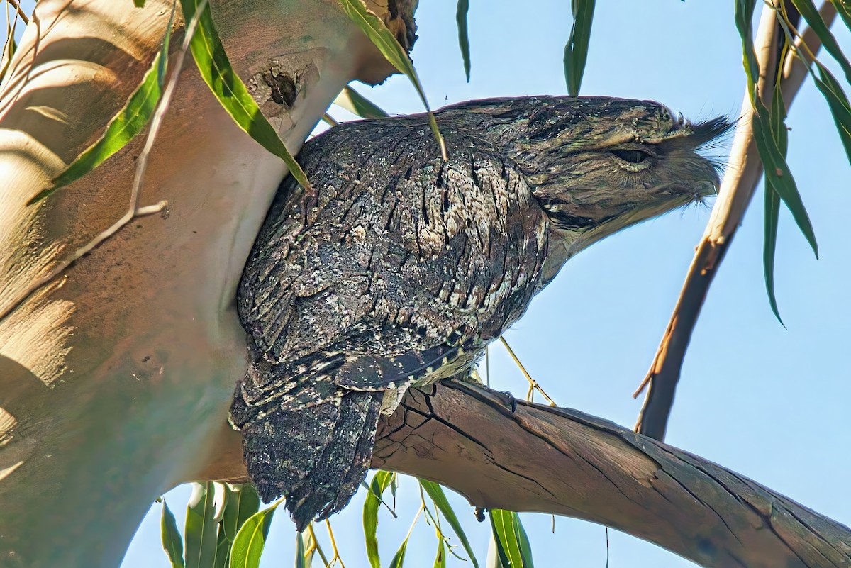 Tawny Frogmouth - ML625351566