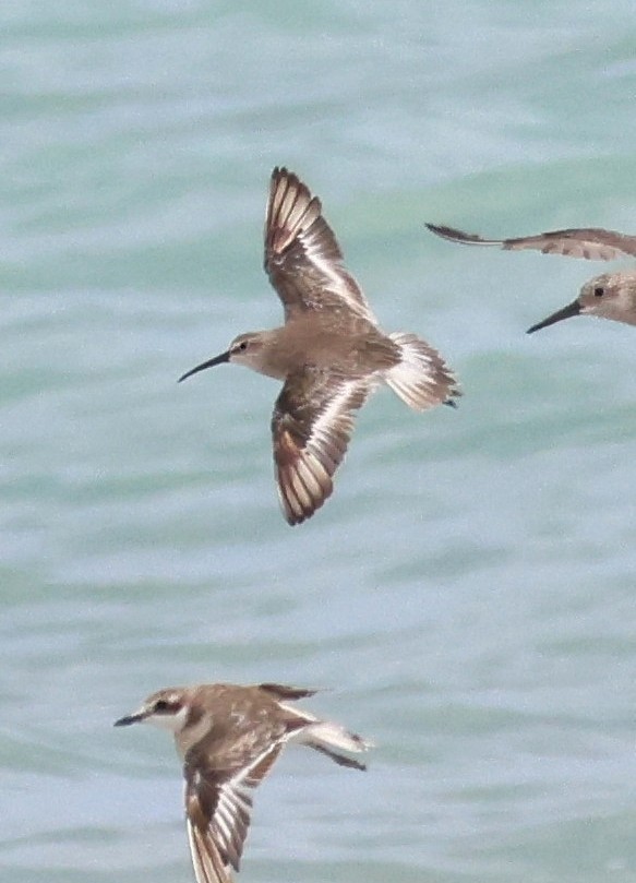 Curlew Sandpiper - ML625351587