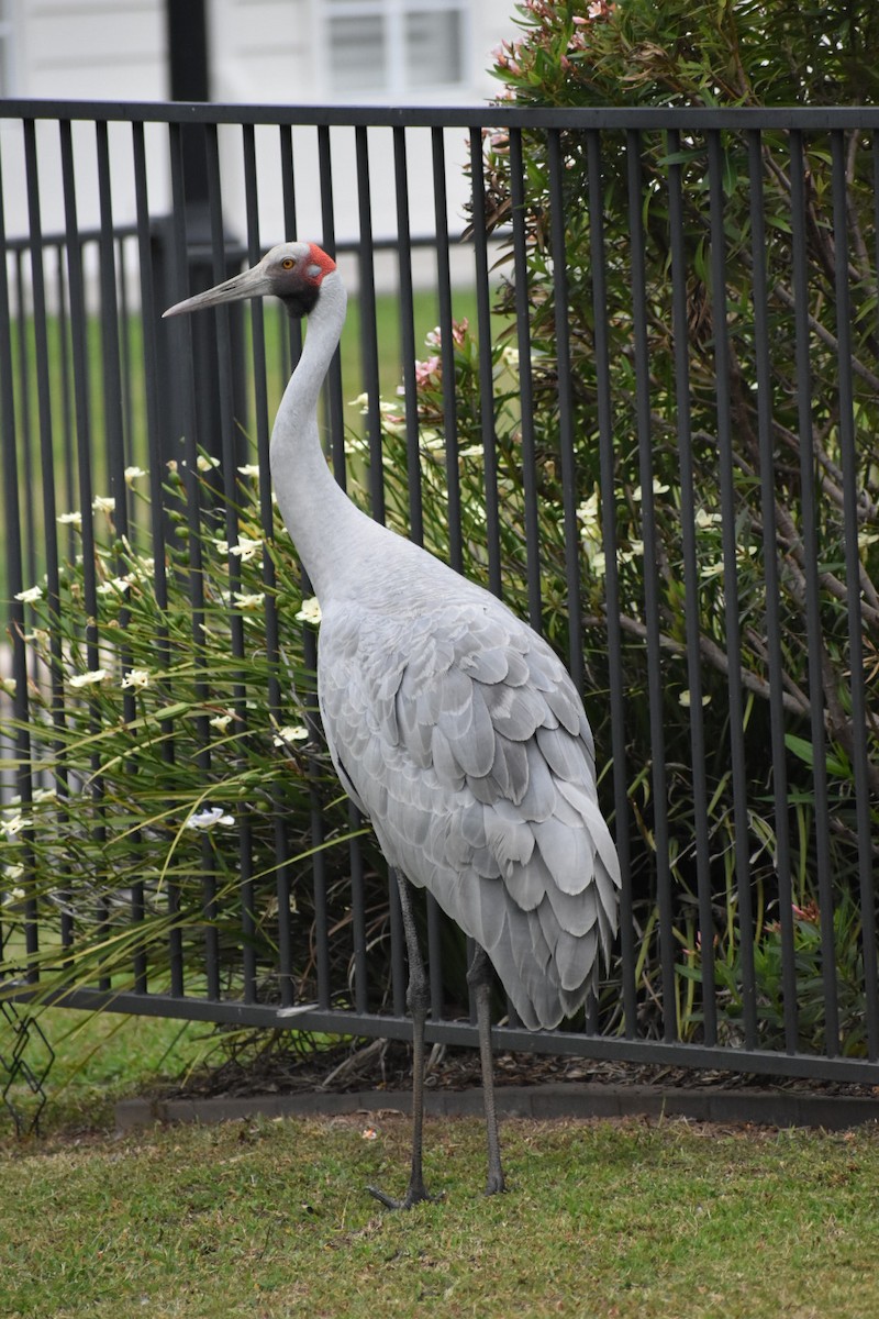 Brolga - ML625351619