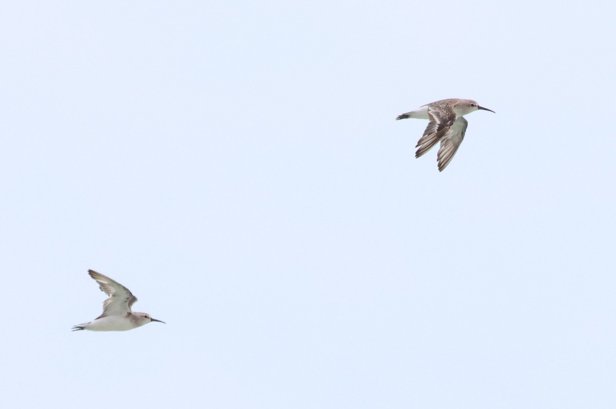 Curlew Sandpiper - ML625351643