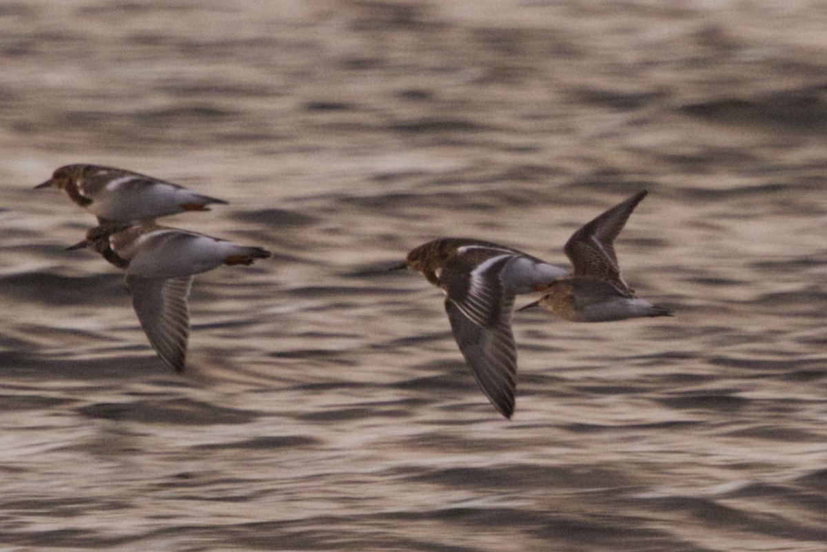 White-rumped Sandpiper - ML625351694