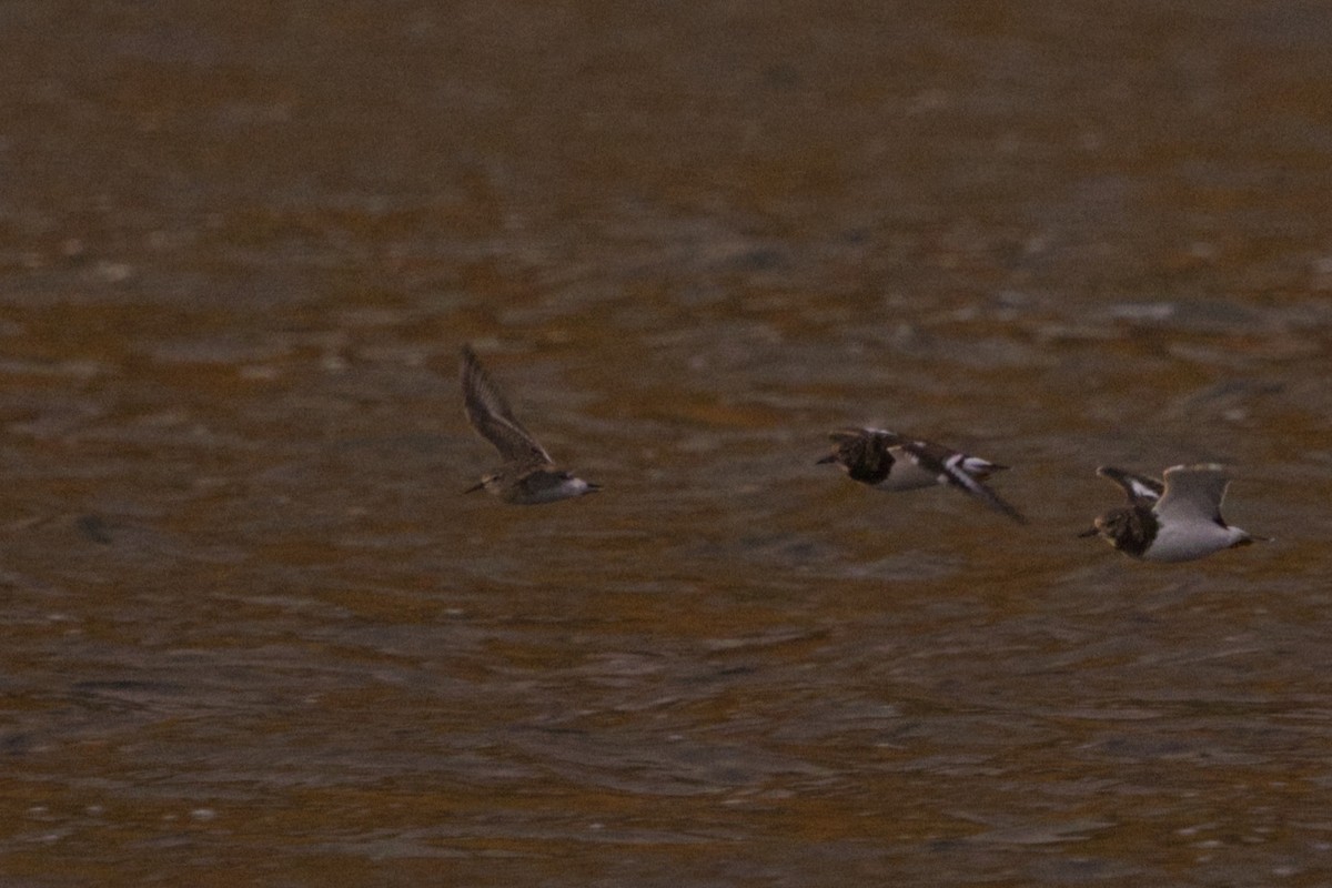 White-rumped Sandpiper - ML625351695