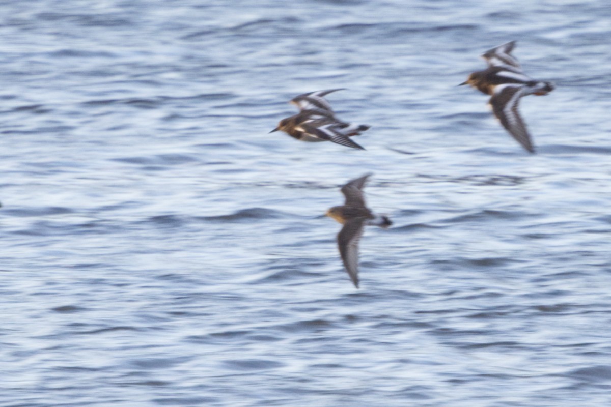 White-rumped Sandpiper - ML625351696