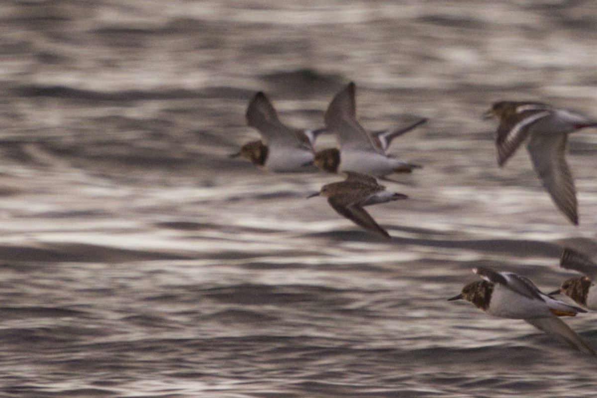 White-rumped Sandpiper - ML625351697