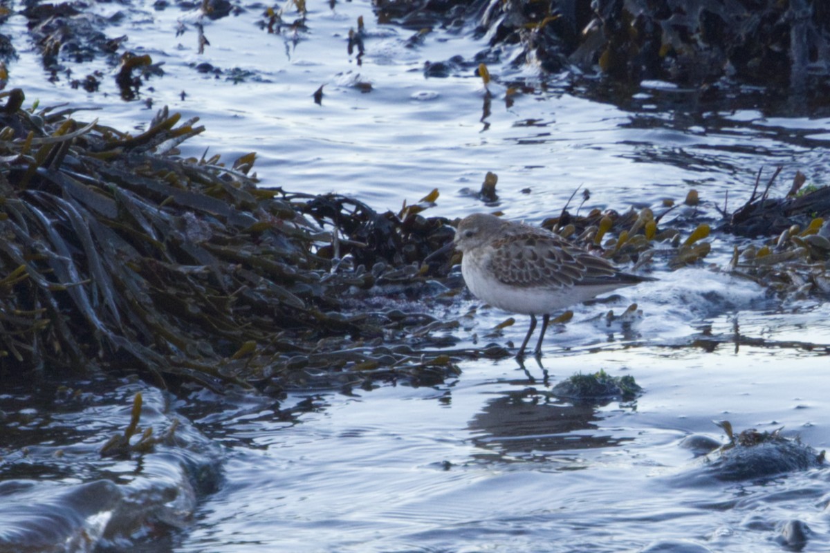 White-rumped Sandpiper - ML625351698