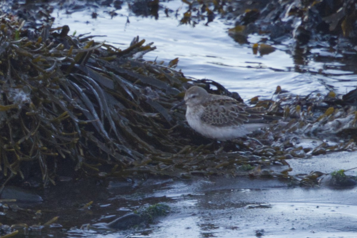 White-rumped Sandpiper - ML625351699