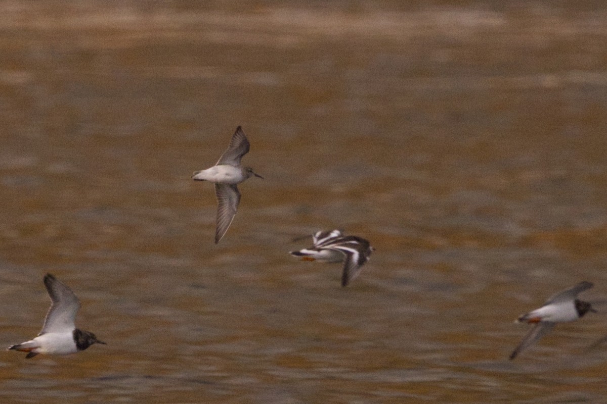 White-rumped Sandpiper - ML625351700