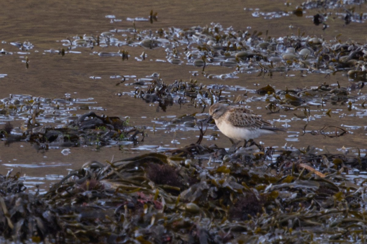 White-rumped Sandpiper - ML625351701