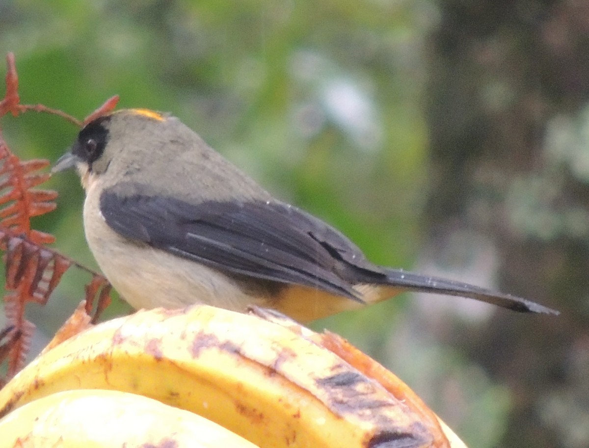 Black-goggled Tanager - ML625351741