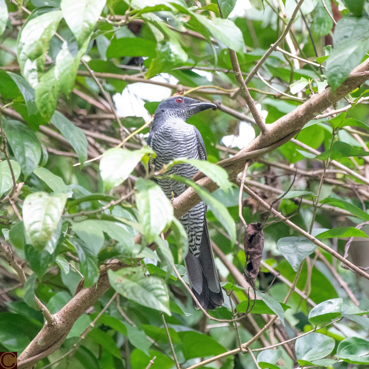 Andaman Cuckooshrike - Manjula Desai