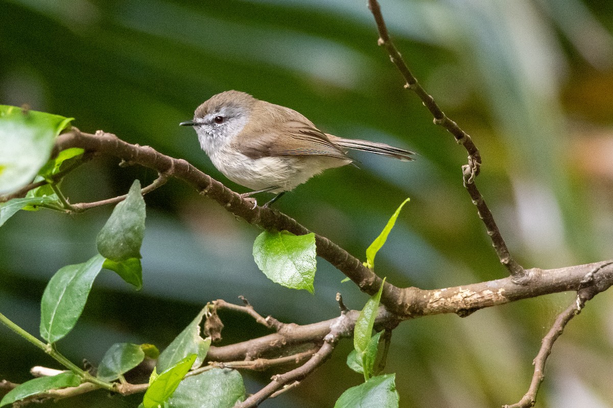 Brown Gerygone - ML625351763