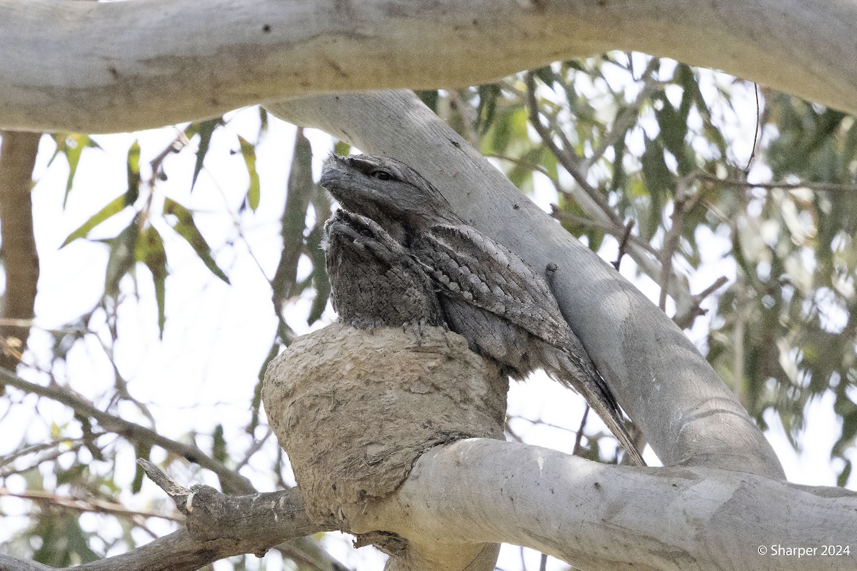 Tawny Frogmouth - ML625351827