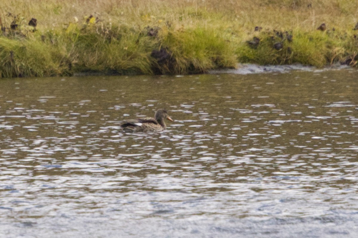 Canard chipeau (strepera) - ML625351849