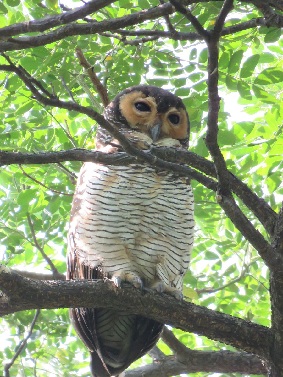 Spotted Wood-Owl - Kim Seng Lim