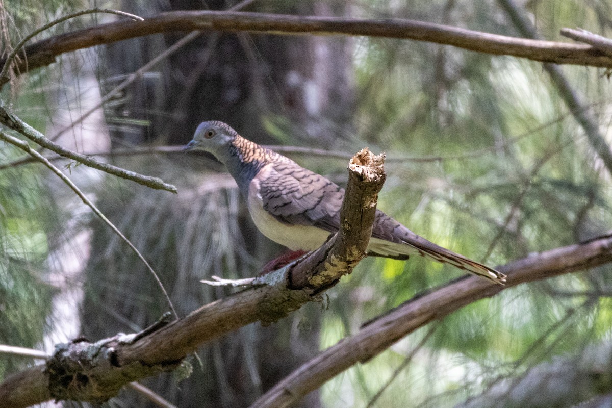 Bar-shouldered Dove - ML625351959