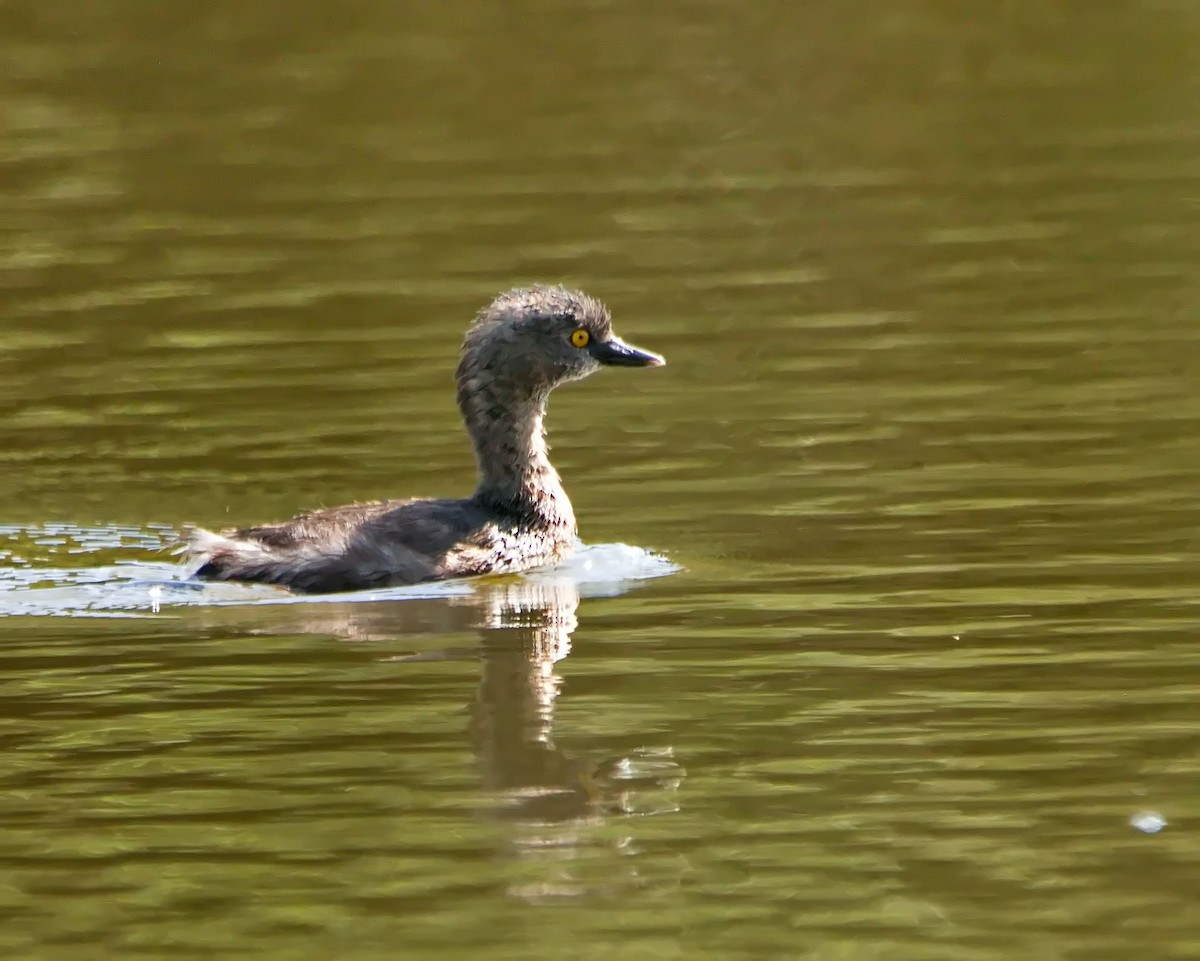 Least Grebe - ML625352086