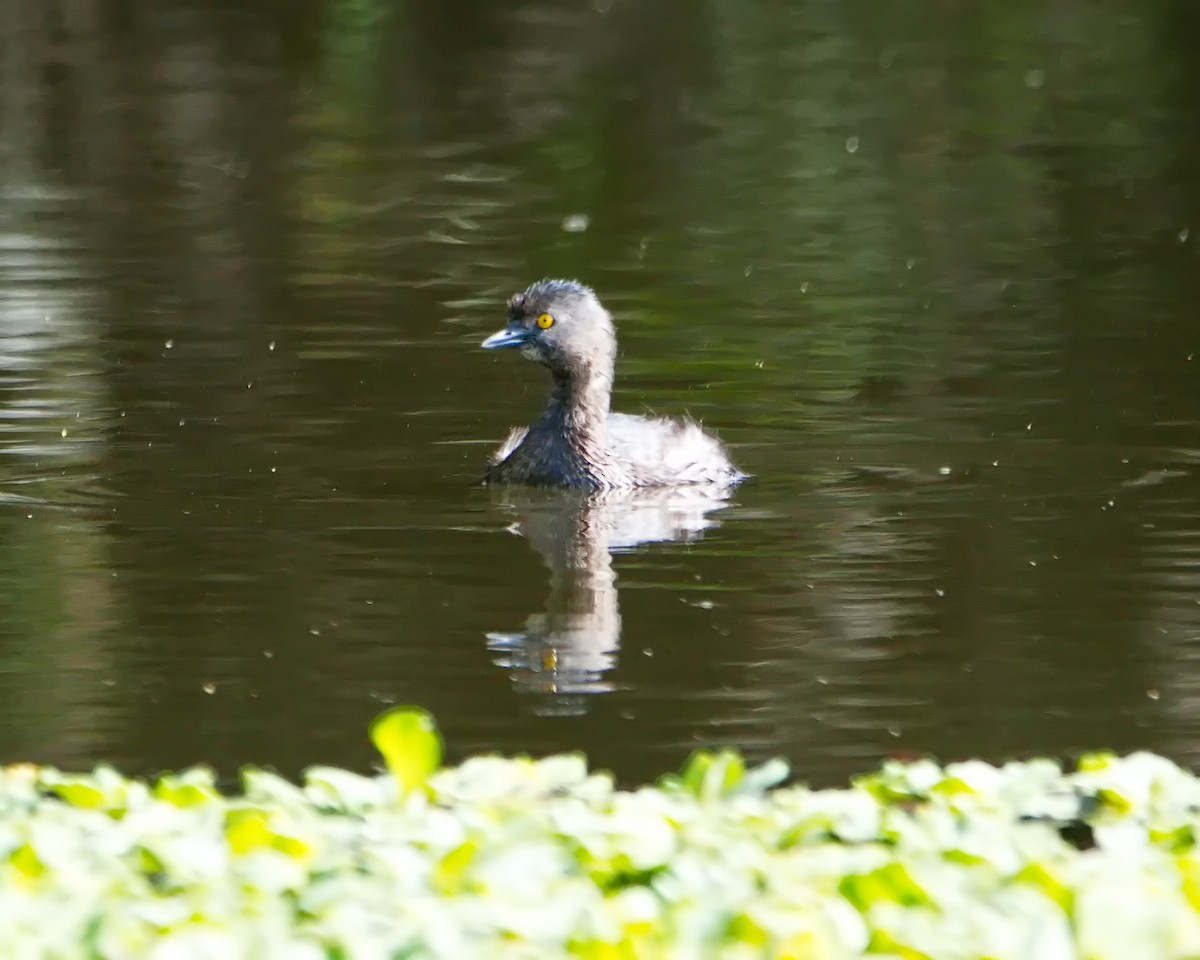 Least Grebe - ML625352087