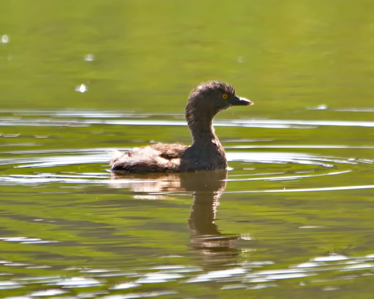 Least Grebe - ML625352088