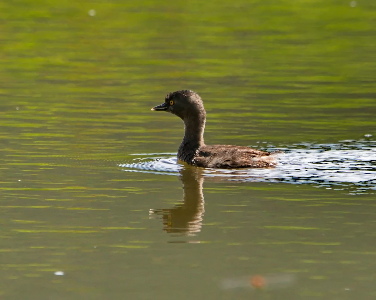 Least Grebe - ML625352089