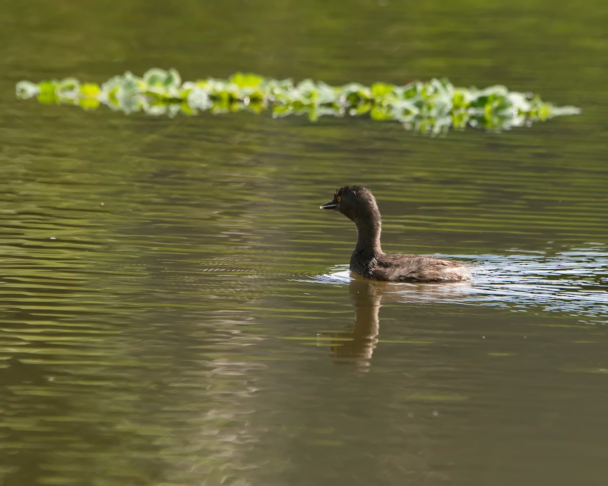 Least Grebe - ML625352090