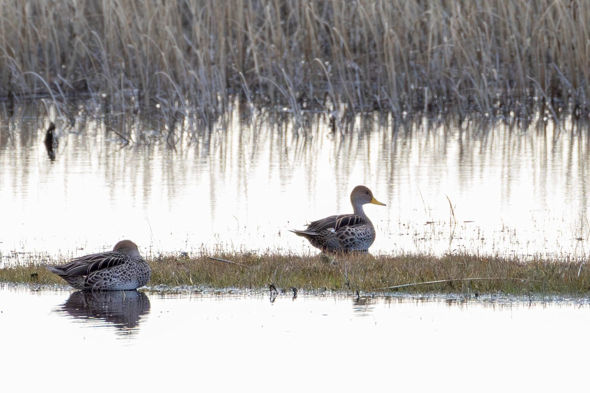 Yellow-billed Pintail - ML625352170