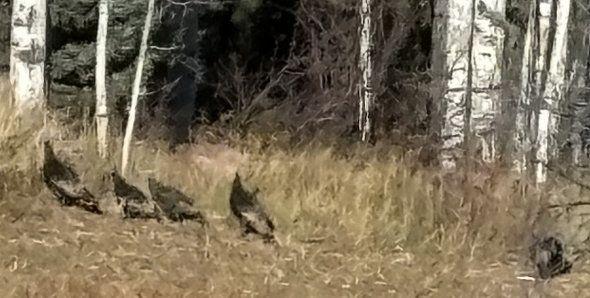 Wild Turkey - ML625352200