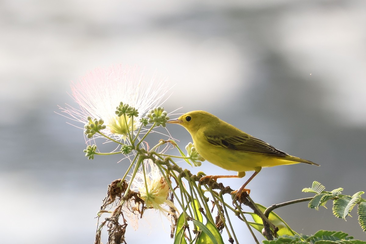 Yellow Warbler - ML625352226